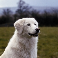 Picture of tarncred janus, maremma sheepdog head portrait