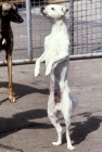 Picture of tarrantella bobby, inka orchid moonflower dog (powderpuff), standing on hind legs