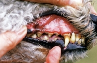 Picture of tartar stain on Bedlington Terrier