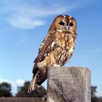 Picture of tawny owl front view