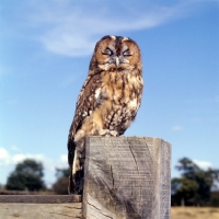 Picture of tawny owl perched on a pole