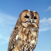 Picture of tawny owl 