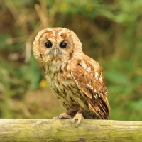 Picture of tawny owl