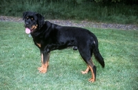 Picture of taz, rottweiler undocked 