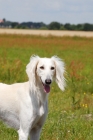 Picture of tazy sighthound of the east, portrait