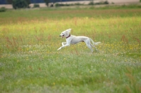 Picture of tazy, sighthound of the east, running