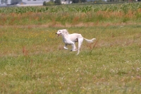 Picture of tazy, sighthound of the east, running