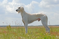 Picture of tazy sighthound of the East