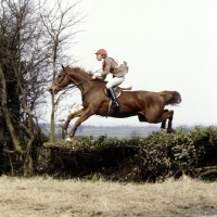 Picture of team cross country race
