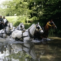 Picture of team crossing the river at coaching marathon at royal windsor horse show