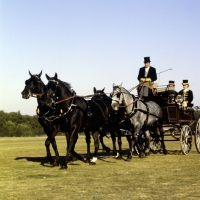 Picture of team, driving, windsor, '79