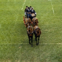 Picture of team of four Andalusian horses pulling a vehicle, pedro arpa at zug driving championships 81
