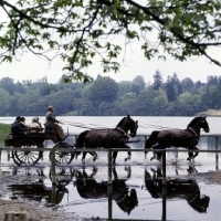 Picture of team of four, international grand prix at windsor show 1976