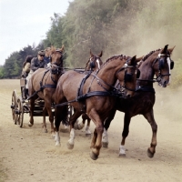 Picture of team of four, international grand prix at windsor show 1976