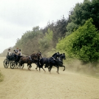 Picture of team of four, international grand prix at windsor show 1976