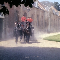 Picture of team of four percheron horses in parade at haras du pin