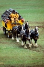 Picture of team of four shire horses drawing brewers dray at driving competition, zug