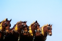 Picture of team of four suffolk horses