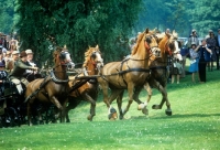 Picture of team of four welsh cobs (sec d) driven in competition at the world driving championships, windsor