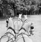 Picture of team of kladrubers in harness at kladruby 