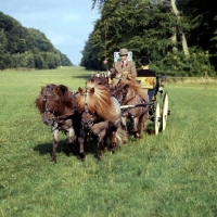 Picture of team of shetland ponies in driving competition