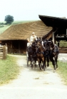 Picture of team of trakehners in driving competition at zug