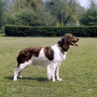 Picture of teesview briar, english springer spaniel standing on grass