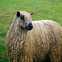 Picture of teeswater sheep in field