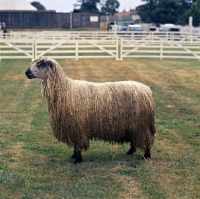 Picture of teeswater sheep side view