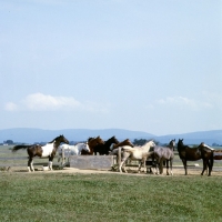 Picture of teeter totter, pinto, and friends in usa