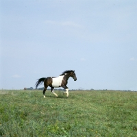 Picture of teeter totter, pinto, cantering in usa