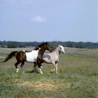 Picture of teeter totter, pinto, trotting with friend in usa