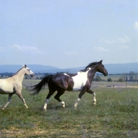 Picture of teeter totter, pinto, trotting with friend in usa