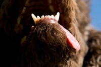 Picture of teeth close up of poodle