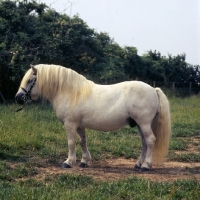 Picture of tempest of hutton, shetland pony stallion