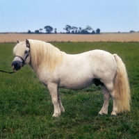 Picture of tempest of hutton, shetland pony  stallion