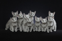 Picture of ten 10 week old Russian Blue kittens