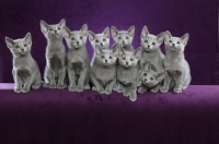 Picture of ten 10 week old Russian Blue kittens
