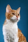 Picture of Tennesse rex cat, portrait