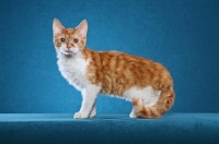 Picture of Tennesse rex cat