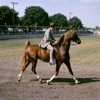 Picture of tennessee walking horse in action at a show in usa