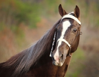 Picture of Tennessee Walking Horse portrait