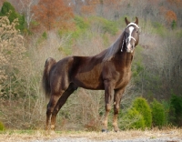 Picture of Tennessee Walking Horse standing near greenery