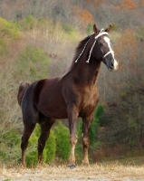 Picture of Tennessee Walking Horse
