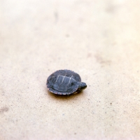 Picture of terrapin resting on sand