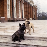 Picture of terrette's gloriana la reine of boristi (fawn),  two french bulldogs on steps of a mansion