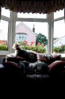 Picture of Terrier and Lurcher on armchair