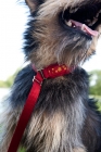 Picture of Terrier cross on lead