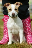 Picture of Terrier crossbreed inbetween wellies