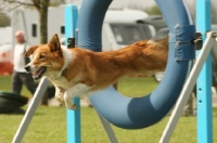 Picture of Terrier crossbreed jumping through hoop